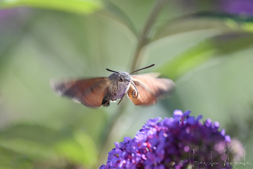 Moro-Sphinx (Macroglossum stellatarum)