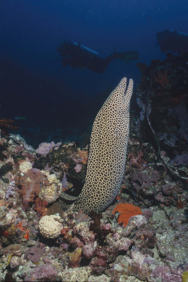 Murène Léopard (Gymnothrax favagineus)