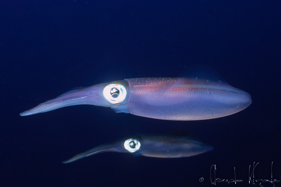 Calmar de Récif Caraïbe (Sepioteuthis sepioidea)