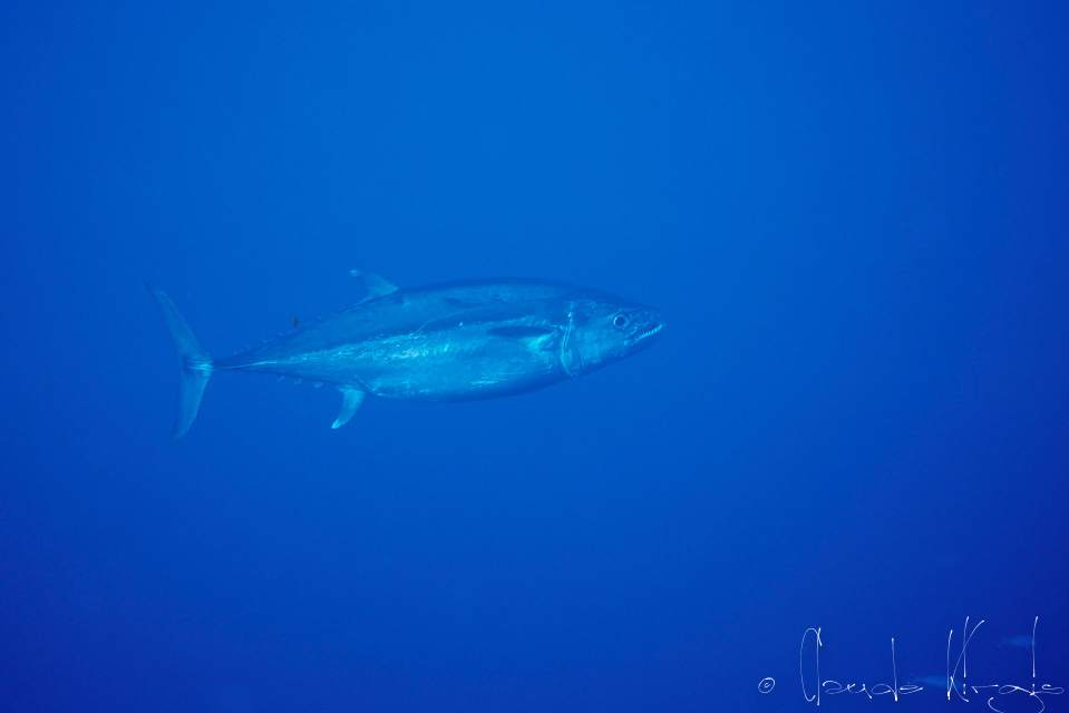 Thon à Dents de Chien (Gymnosarsa unicolor)