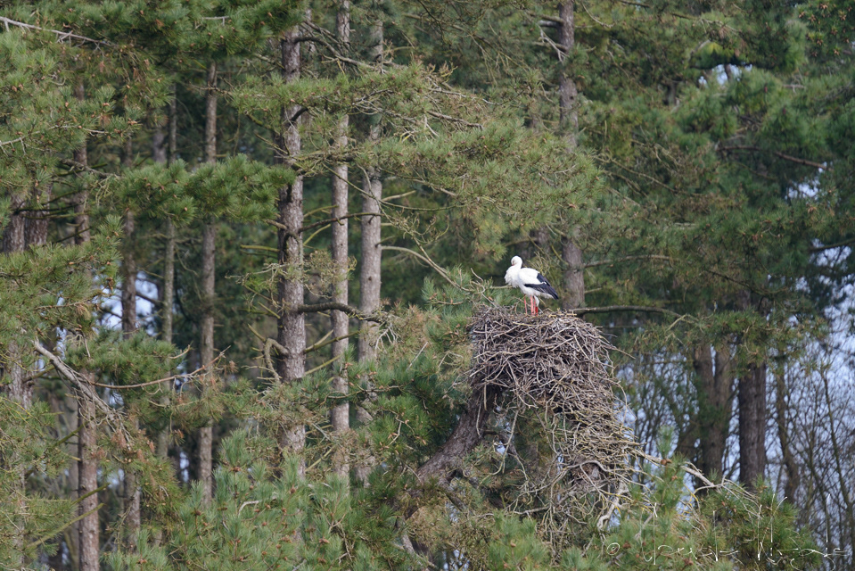 Cicogne blanche (Ciconia ciconia)