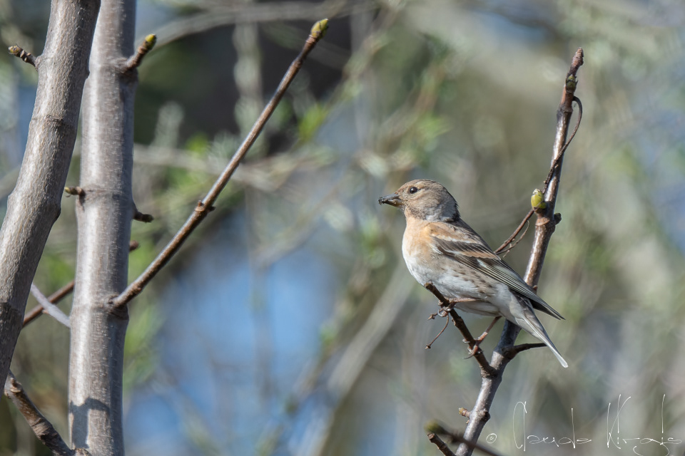 Pinson du Nord (Fringilla montifringilla)