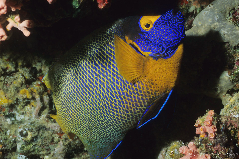 Poisson-Ange à tête bleue (Pomacanthus  xanthometopon)