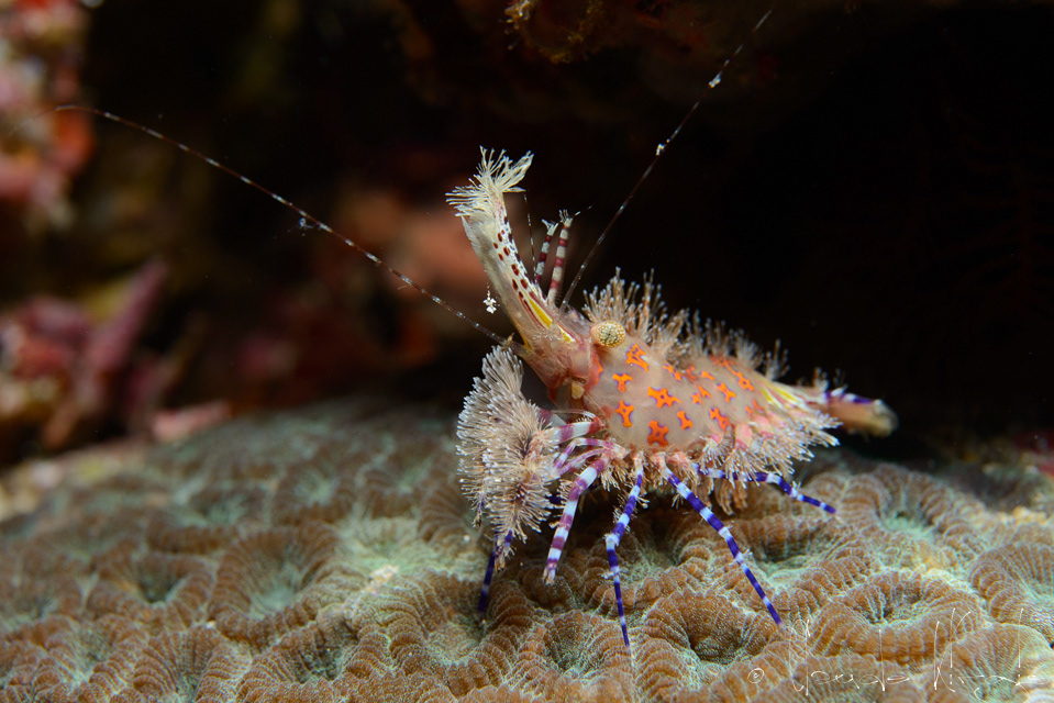 Crevette marbrée (Saron spp)