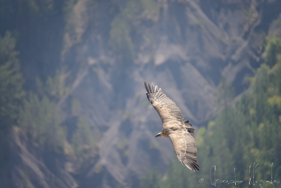 Vautour Fauve (Gyps fulvus)