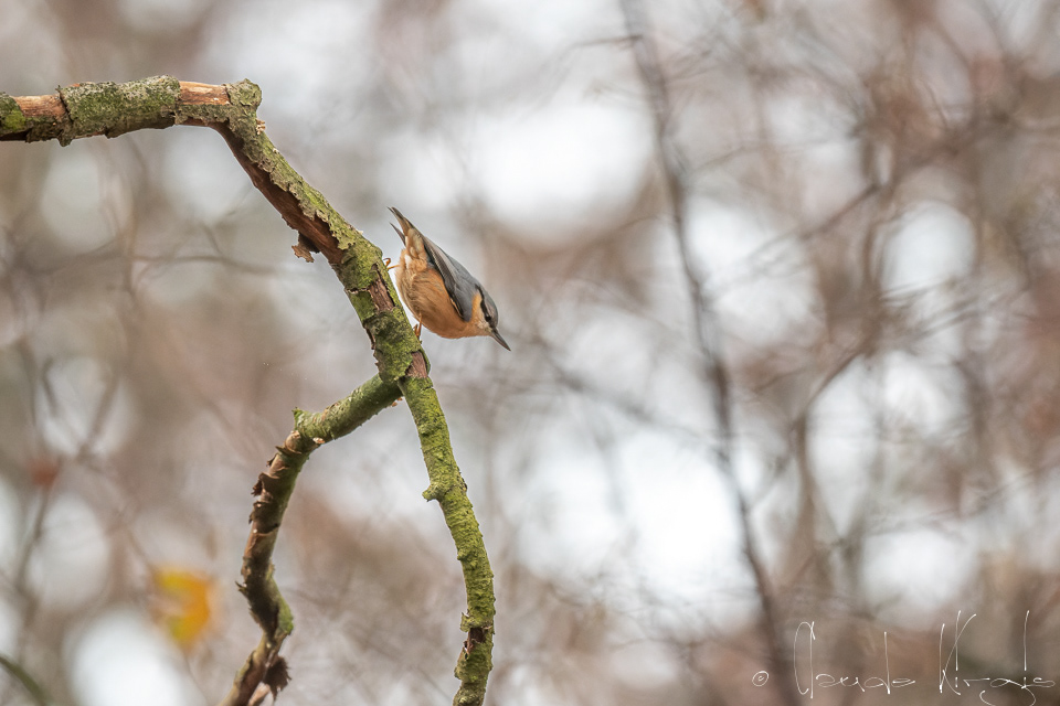 Sittelle Torchepot (Sitta eupopaea)