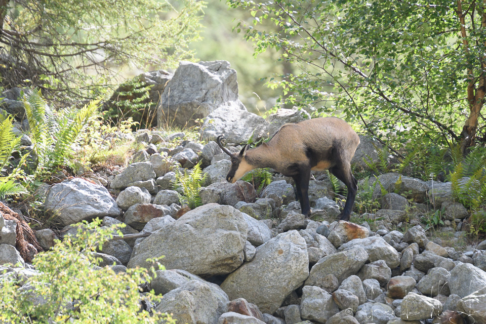 Chamois (Rupicapra rupicapra)