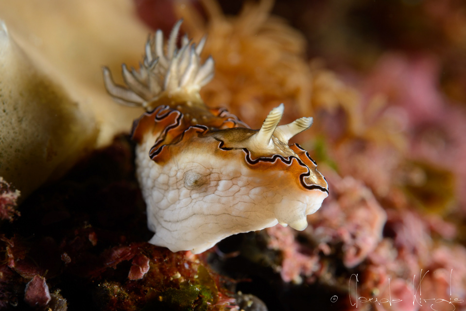 Glossodoris (glossodoris sp14)