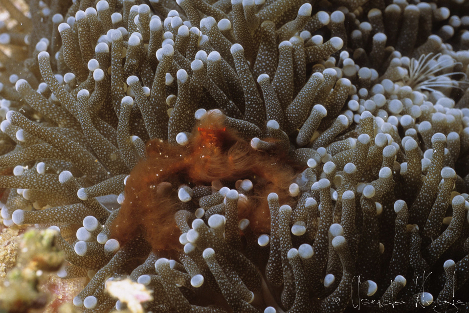 Crabe Orang-Outang (Oncinopus sp)