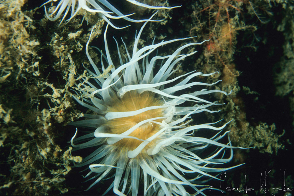 Anémone marguerite (Actinothoe sphyrodeta)