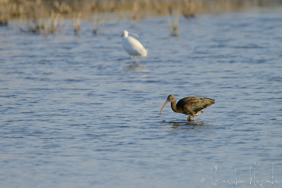 Ibis Falcinelle (Plegadis falcinellus)