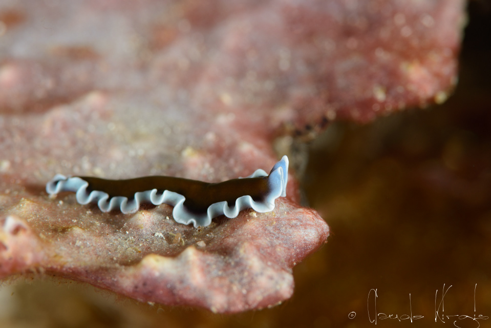 Ver plat (Pseudoceros sp)