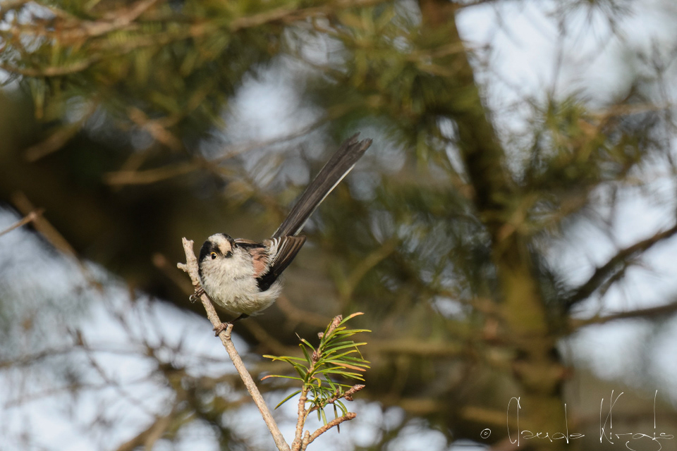 Orite à longue queue (Aegithalos caudatus europaeus)