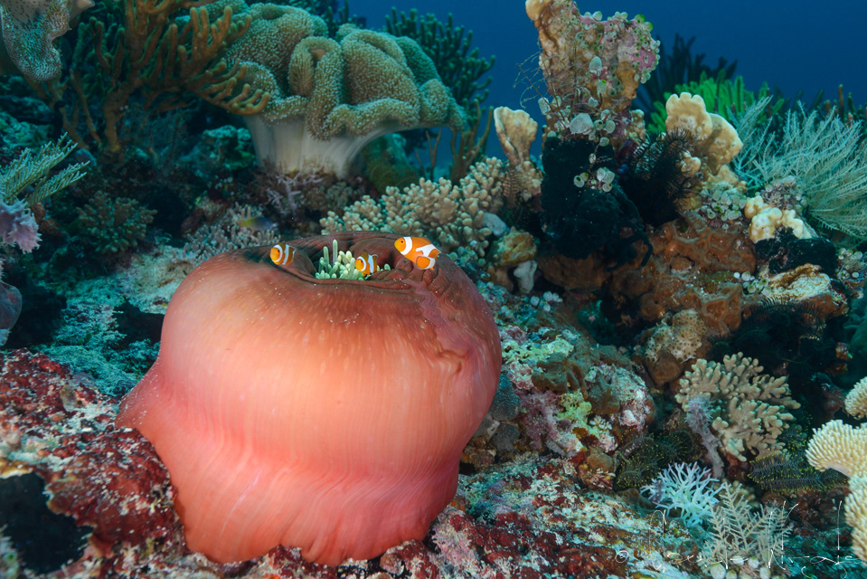 Poisson-Clown à 3 bandes (Amphiprion ocellaris)