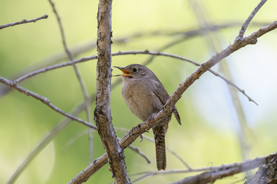 Troglodyte familier-House Wren (Troglodytes aedon)