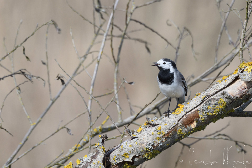 Bergeronnette grise (Motacilla alba)