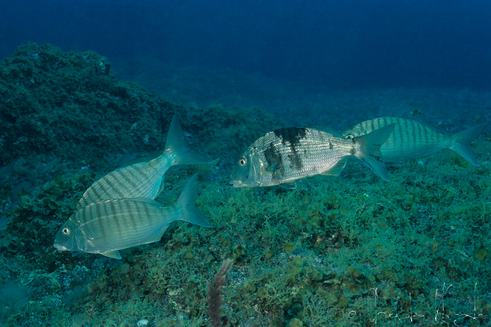 Marbré (Lithognathus mormyrus)