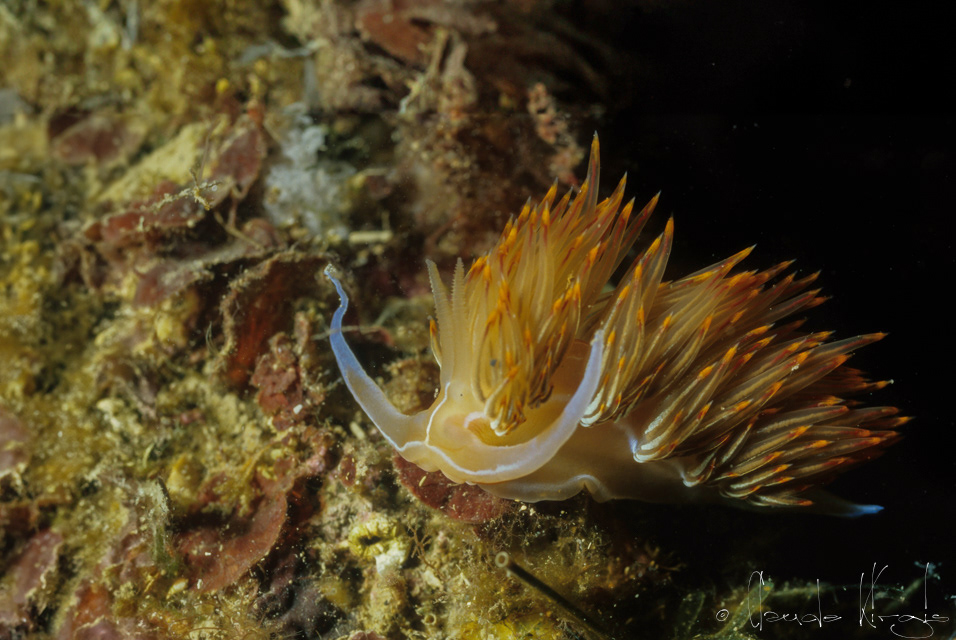 Godiva orange (Dondice banyulensis)