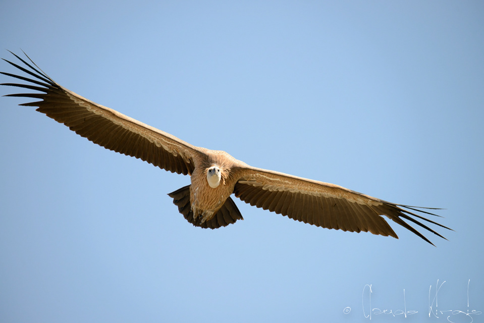 Vautour Fauve (Gyps fulvus)
