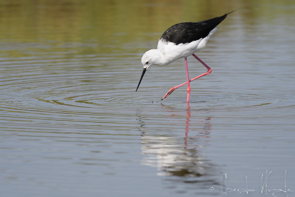 Echasse blanche (Himantopus himantopus)