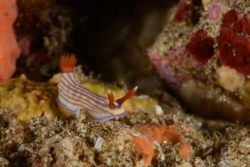 Doris superbe (Hypselodoris maridadilus)