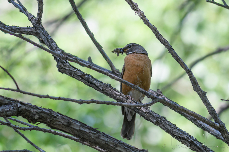 Merle d'Amérique-American Robin (Turdus migratorius)