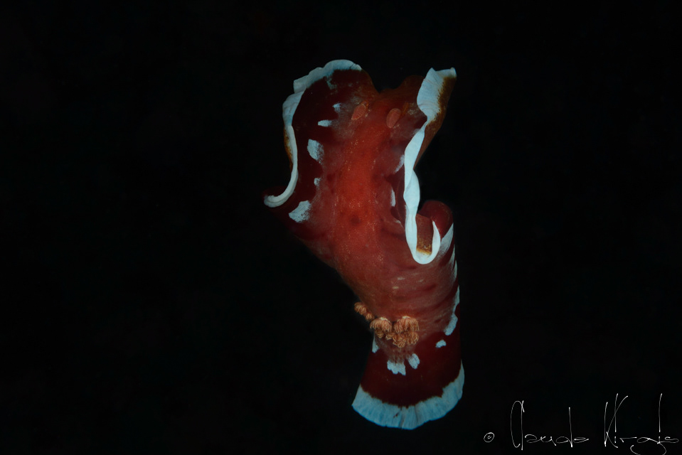 Danseuse espagnole (Hexabranchus sanguineus)