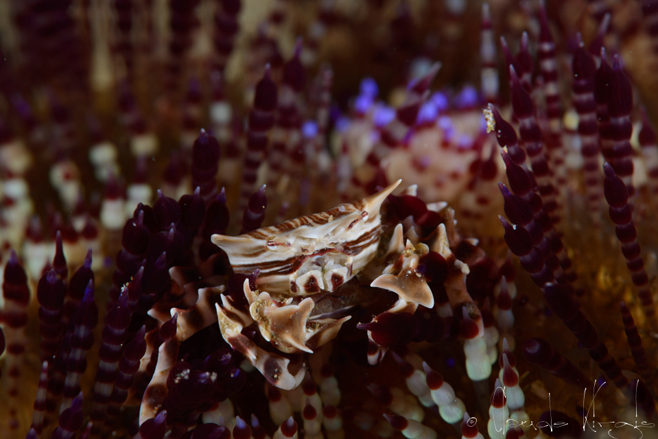 Crabe zèbre (Zebrida adamsii)