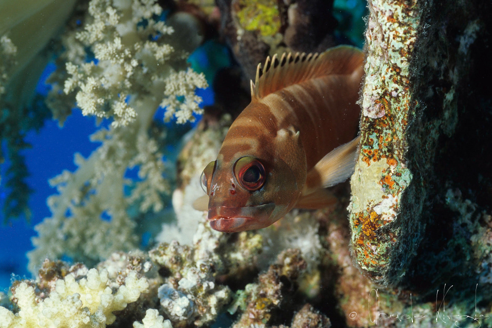 Mérou Masqué (Epinephelus fasciatus)