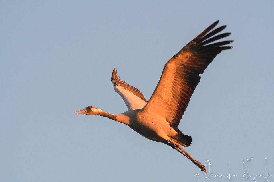 Grue cendrée (Grus grus)