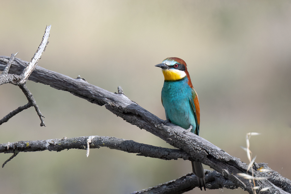 Guêpier d'europe (Merops apiaster)