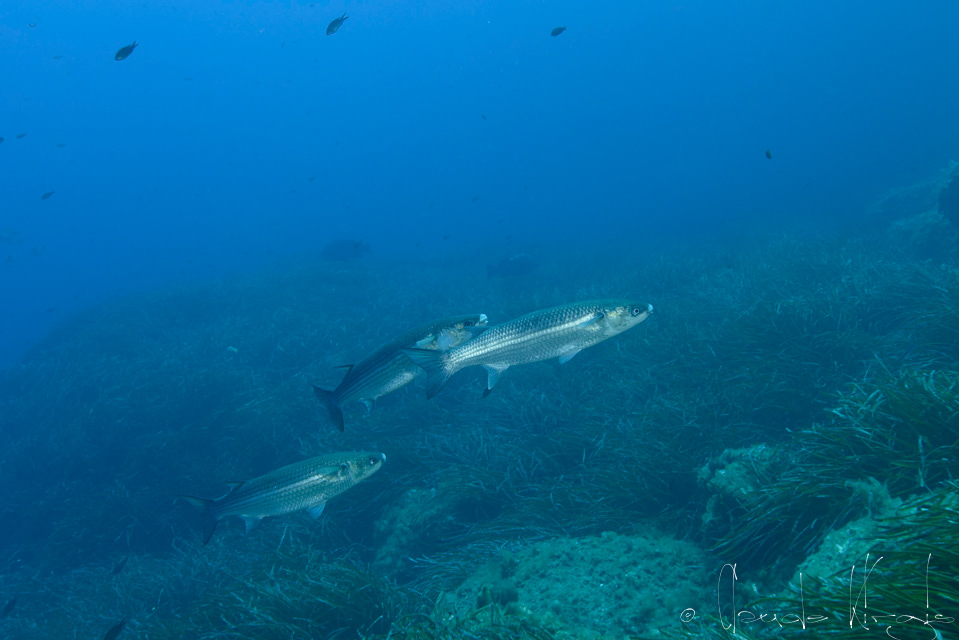 Le Mulet lippu (Chelon labrosus)