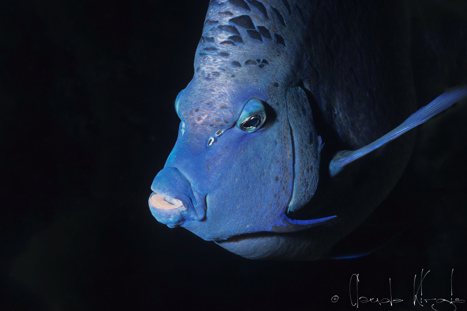 Poisson-Ange Géographe (Pomacanthus maculosus)