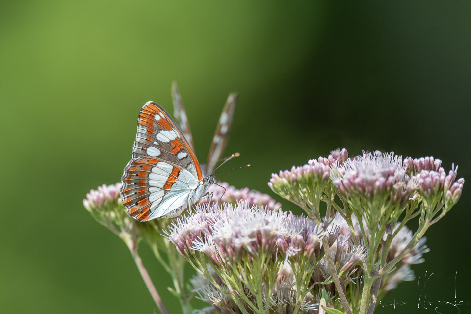 Le Sylvain azuré (Limenitis reducta)