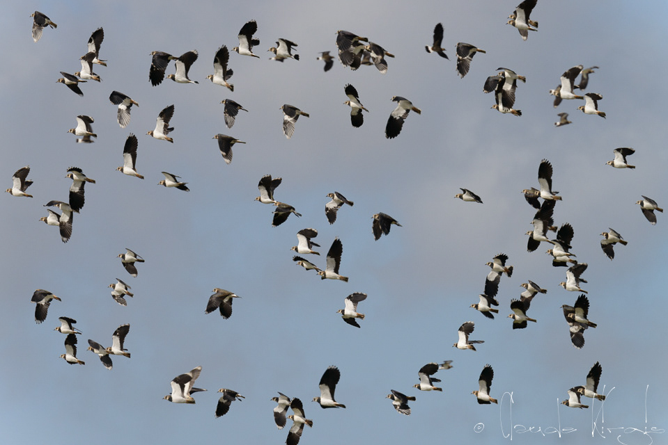 Vanneau huppé (Vanellus vanellus)