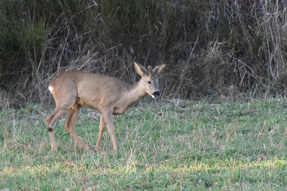 Chevreuil d'europe-mâle (Capreolus capreolus)