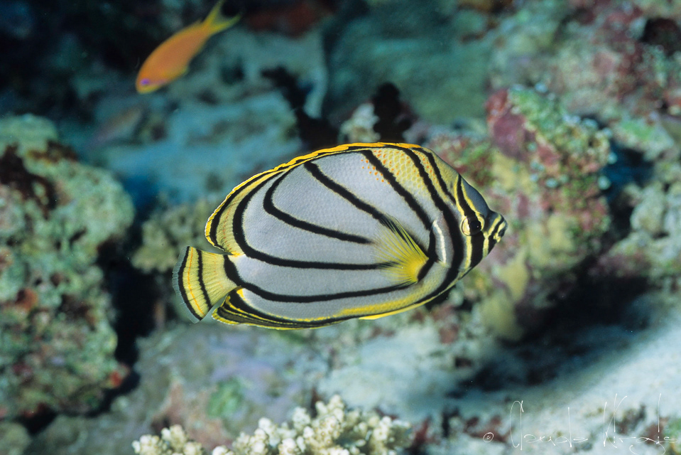 Poisson-Papillon de Meyer (Chaetodon meyersi)