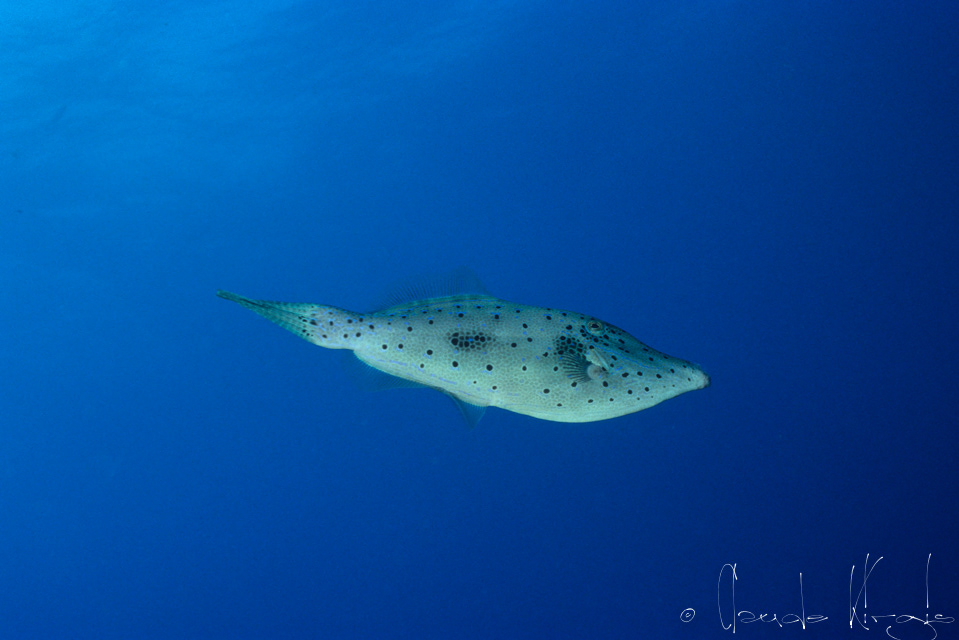 Bourse graffiti (Aluterus scriptus)