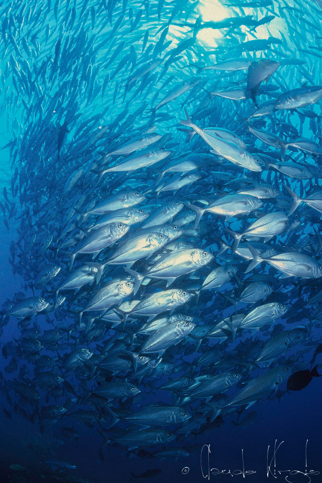 Carangue Gros Yeux (Caranx sexfasciatus)