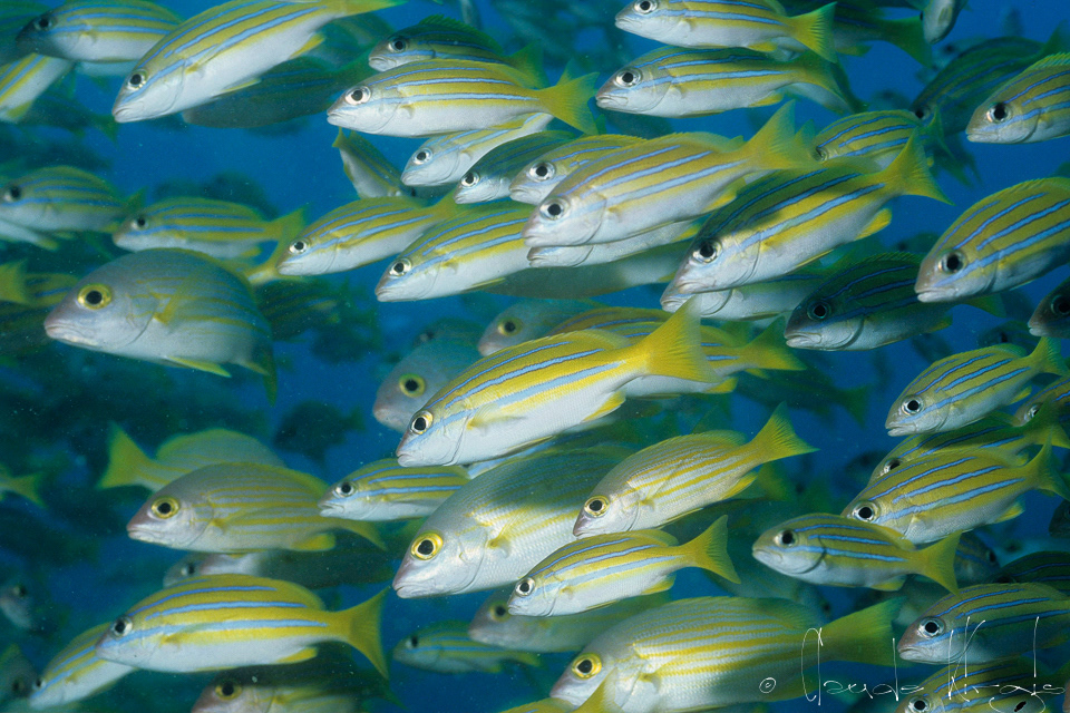 Ludjian à lignes bleues (Ludjanus kasmira)