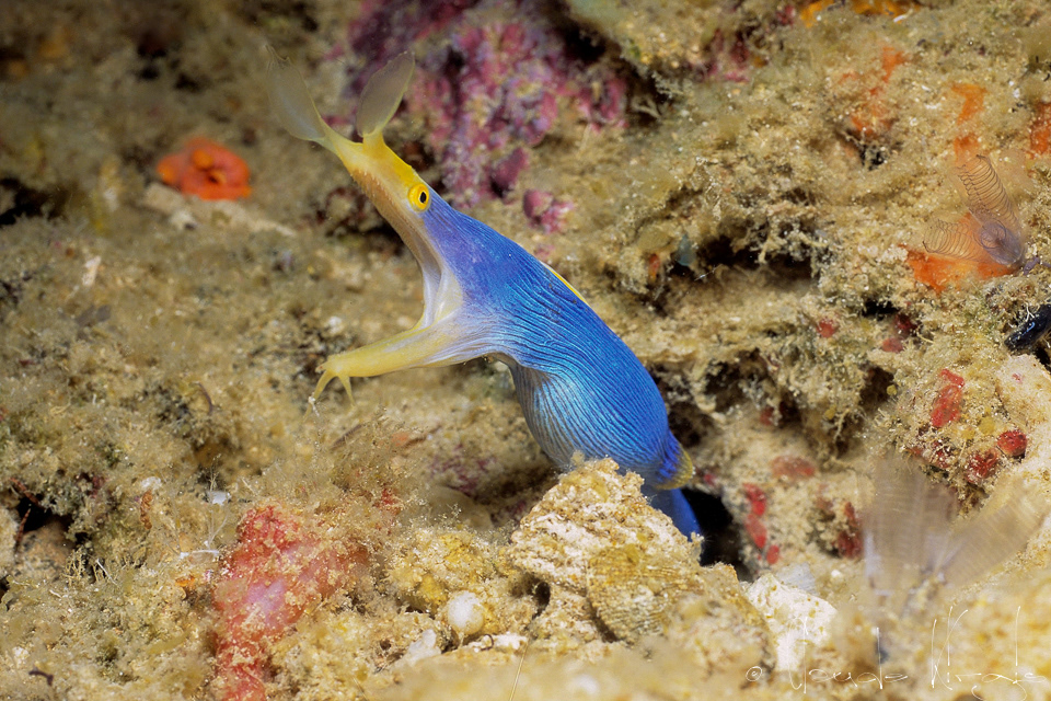 Murène Ruban mâle (Rhinomuraena quaesita)