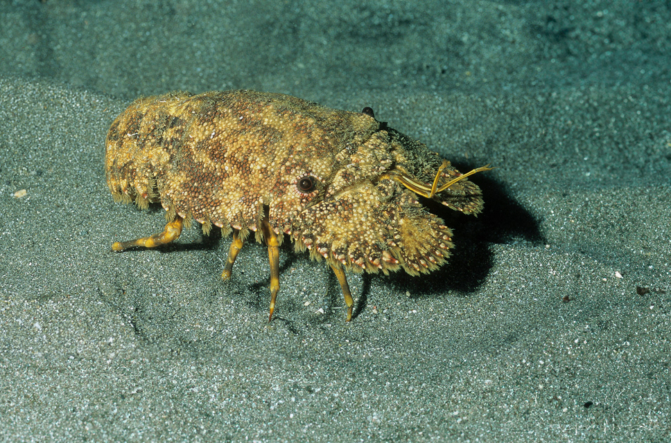 Cigale sculptée (Parribacus antarcticus)