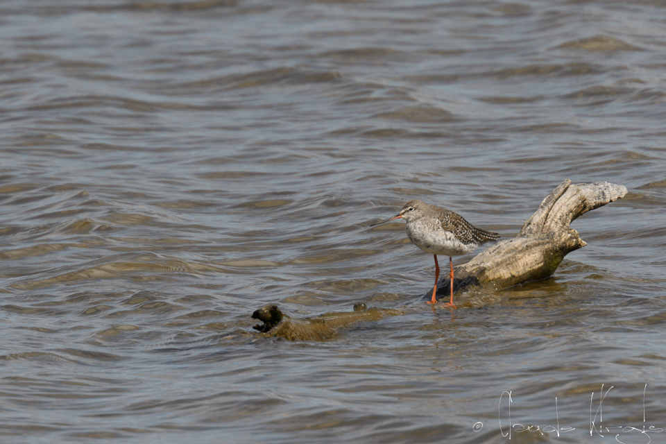Chevalier Arlequin (Tringa erythropus)