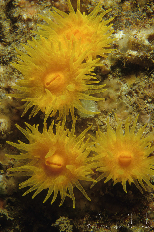 Corail solitaire jaune (Leptopsammia pruvoti)