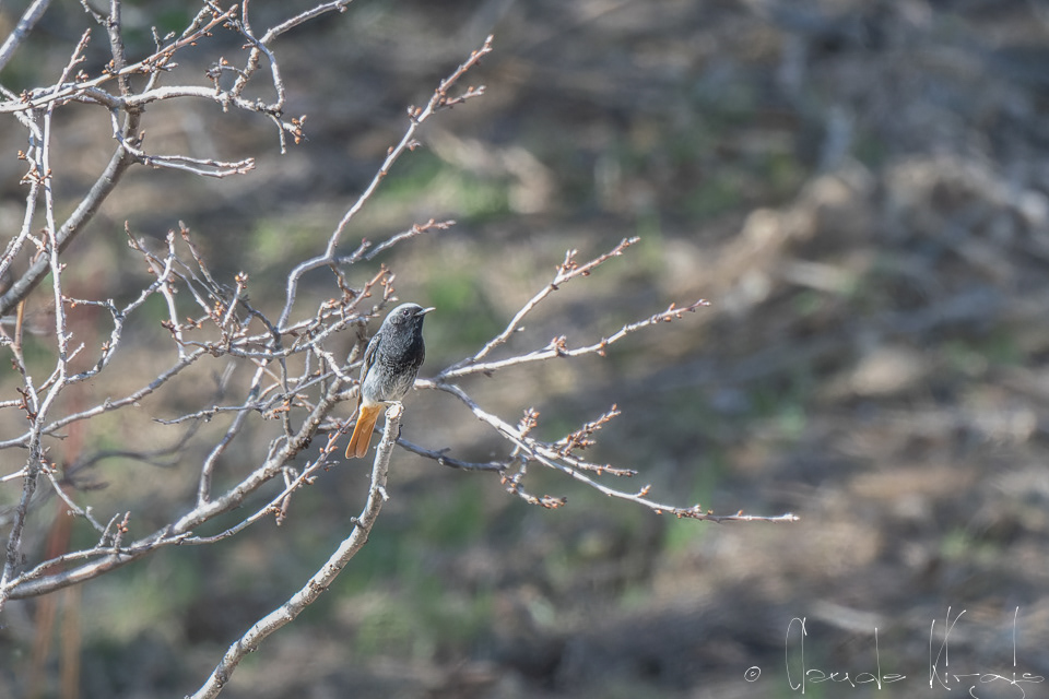 Rougequeue noir (Phoenicurus ochruros)