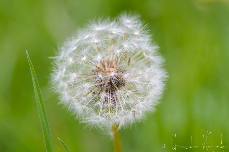 Pissenlit (Taraxacum officinale)
