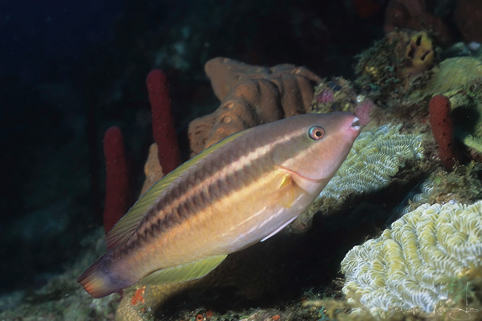 Perroquet Princesse-phase initiale (Scarus taeniopterus)
