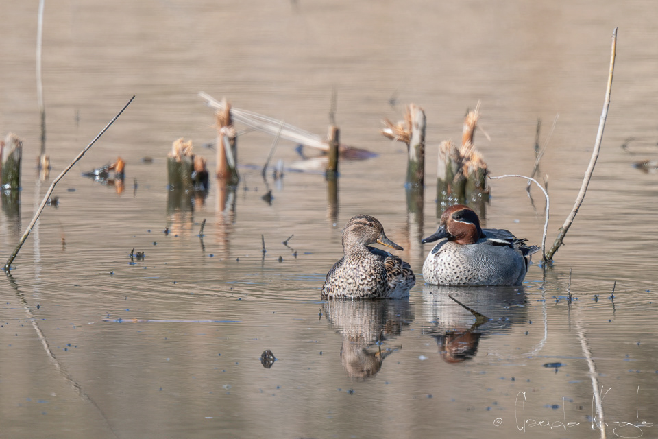 Sarcelle d'hiver-couple  (Anas crecca)