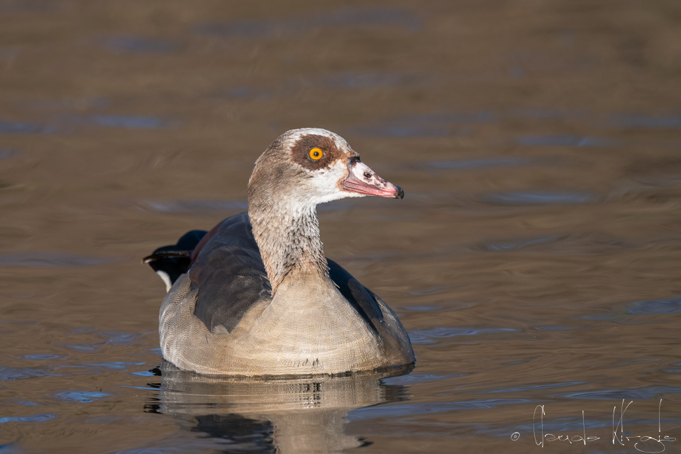 Ouette d'Egypte (Alopochen aegyptiaca)