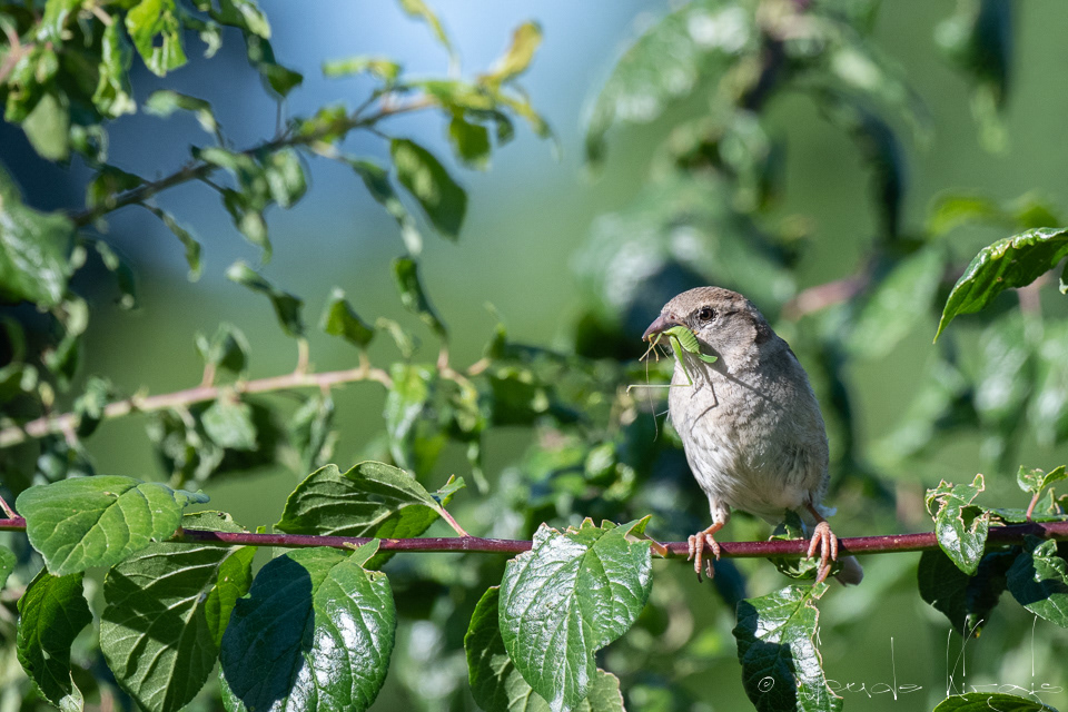 Moineau domestique-femelle (Passer domesticus)